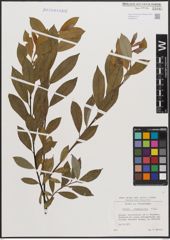 Foto von Salix daphnoides Vill.